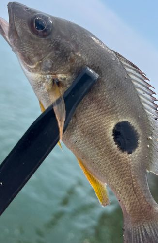 クロホシフエダイの釣果