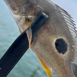 クロホシフエダイ