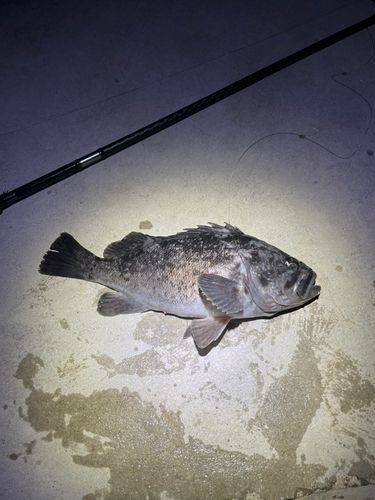クロソイの釣果