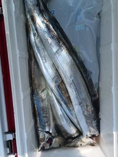 タチウオの釣果