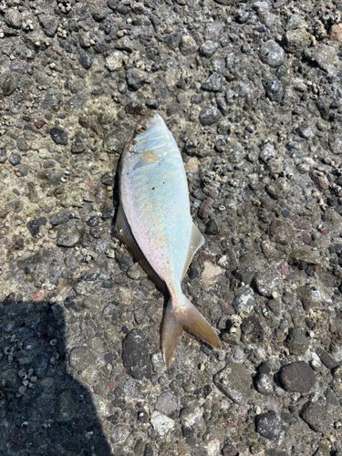 ネリゴの釣果