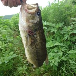ブラックバス