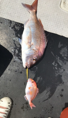 タイの釣果