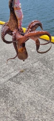 タコの釣果