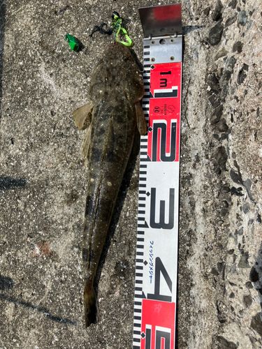 マゴチの釣果