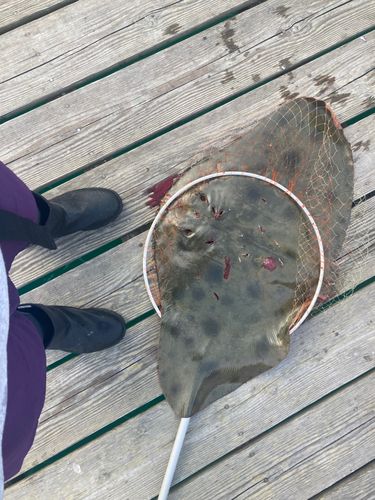 ツバクロエイの釣果