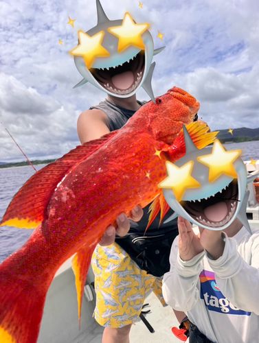 バラハタの釣果