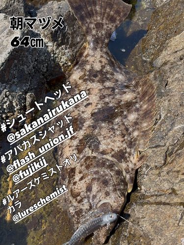 ヒラメの釣果