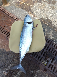 ソウダガツオの釣果