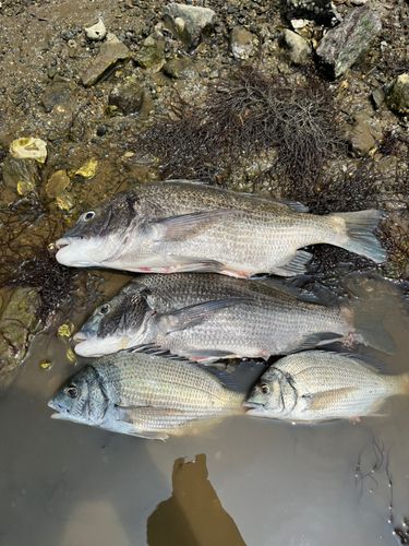 クロダイの釣果