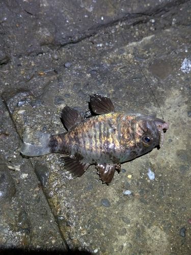 クロイシモチの釣果