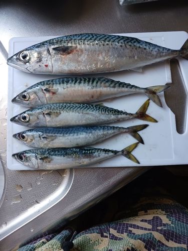 アイナメの釣果