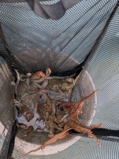 タコの釣果