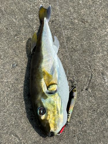 シロサバフグの釣果