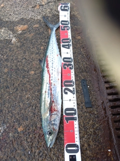 サゴシの釣果