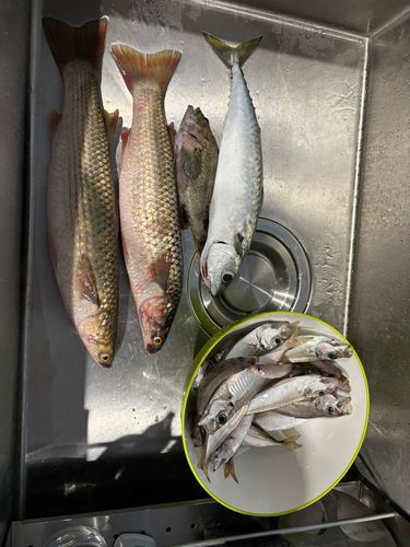 メナダの釣果