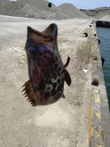キジハタの釣果