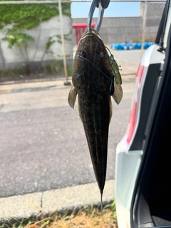 マゴチの釣果