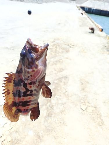 キジハタの釣果