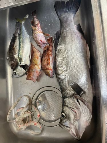 ヒラスズキの釣果