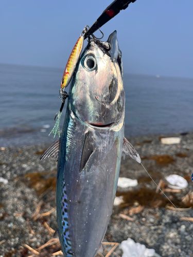 ソウダガツオの釣果