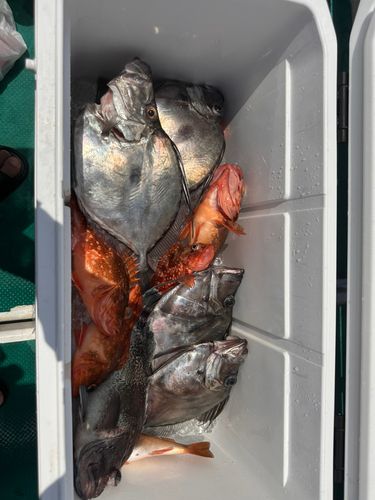 カガミダイの釣果