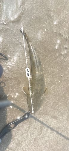 マゴチの釣果
