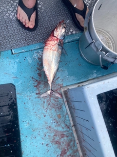 ヒラソウダの釣果