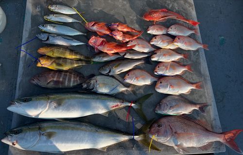 ブリの釣果
