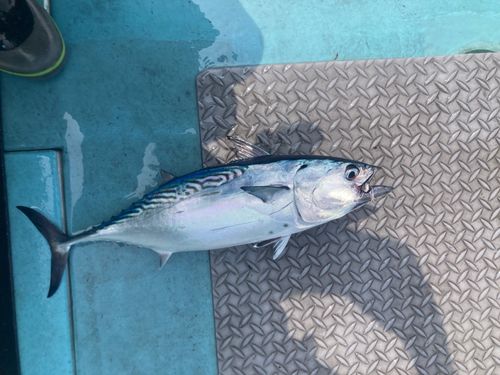 スマの釣果