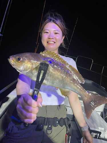 イサキの釣果
