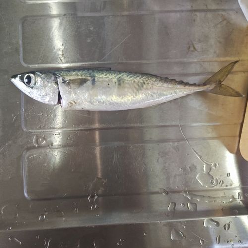 サバの釣果
