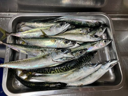 サバの釣果