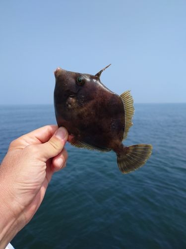 カワハギの釣果