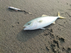 ワカシの釣果
