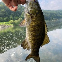 スモールマウスバス