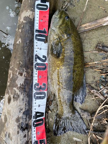 スモールマウスバスの釣果