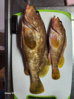 キジハタの釣果