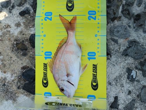 マダイの釣果