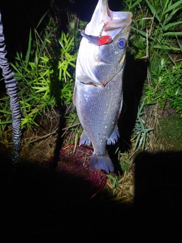 スズキの釣果