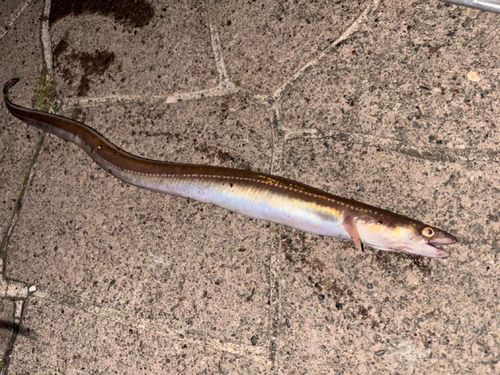 マアナゴの釣果