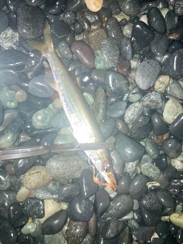 カマスの釣果