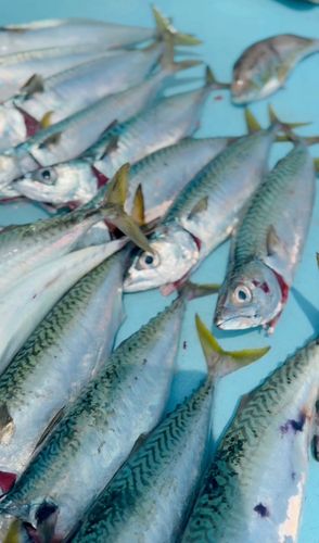 サバの釣果
