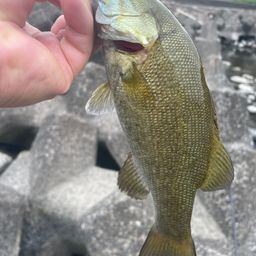 スモールマウスバス