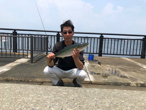 ハマチの釣果