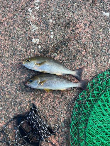 イサキの釣果