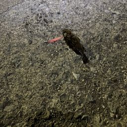 クロソイ