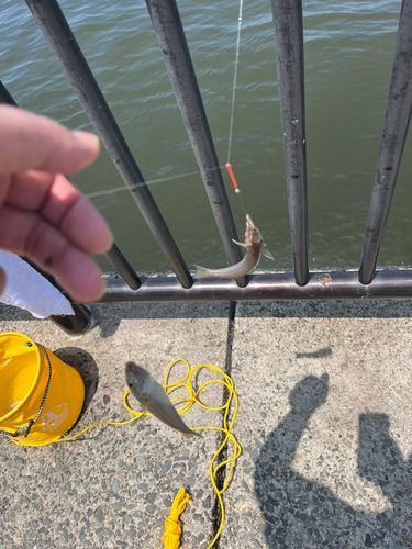 シロギスの釣果