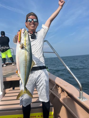 ハマチの釣果