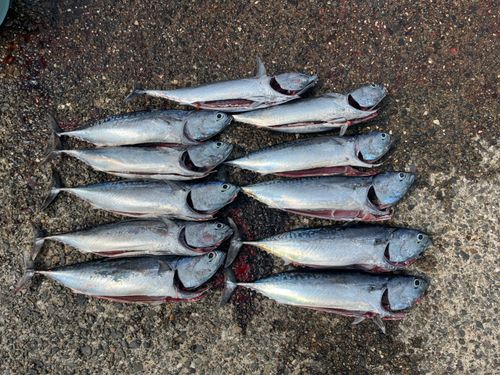 ソウダガツオの釣果